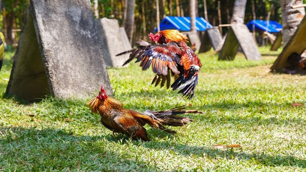 Cách nuôi gà chọi C1 cần học hỏi thêm cách nuôi và kinh nghiệm tốt để dành chiến thắng trong cá cược . Hãy đến AE888 đá gà trực tuyến để biết thêm thông tin nhé .